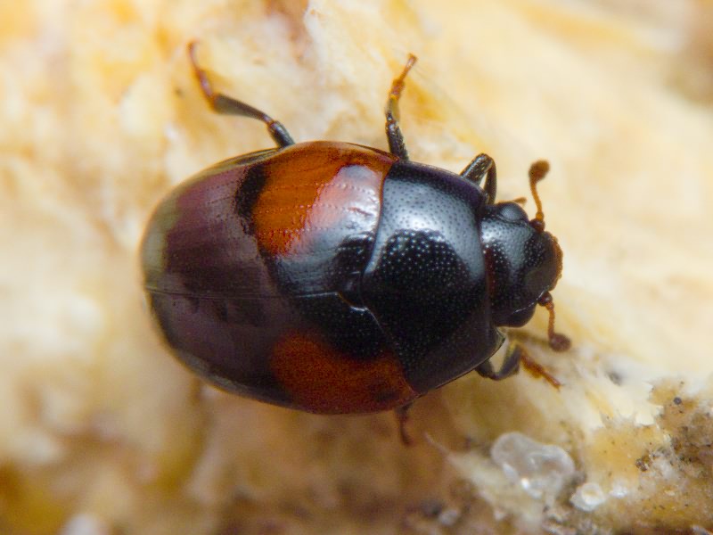 Tritoma bipustulata Fabricius, 1775
